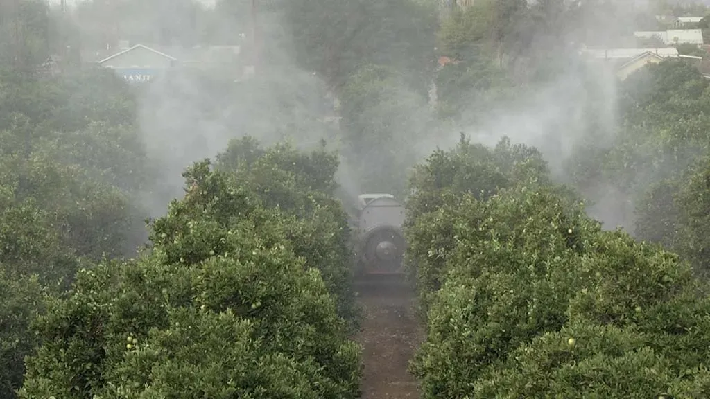 Zoomed out angle of machine spraying citrus trees to protect them