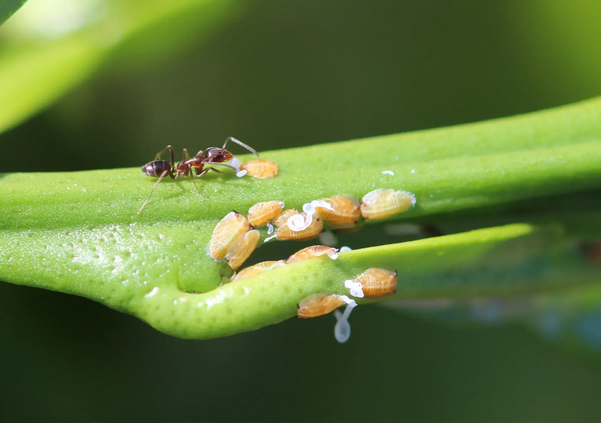 Ant protecting psyllids to farm the sweet honeydew they produce