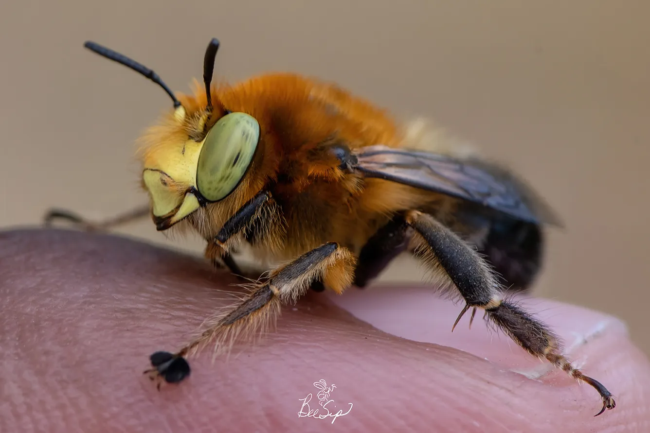 A male bee, Anthophora crotchii, by Krystle Hickman. (This also appears in Wikipedia)