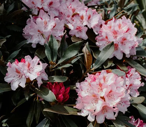 Light Pink Azelea