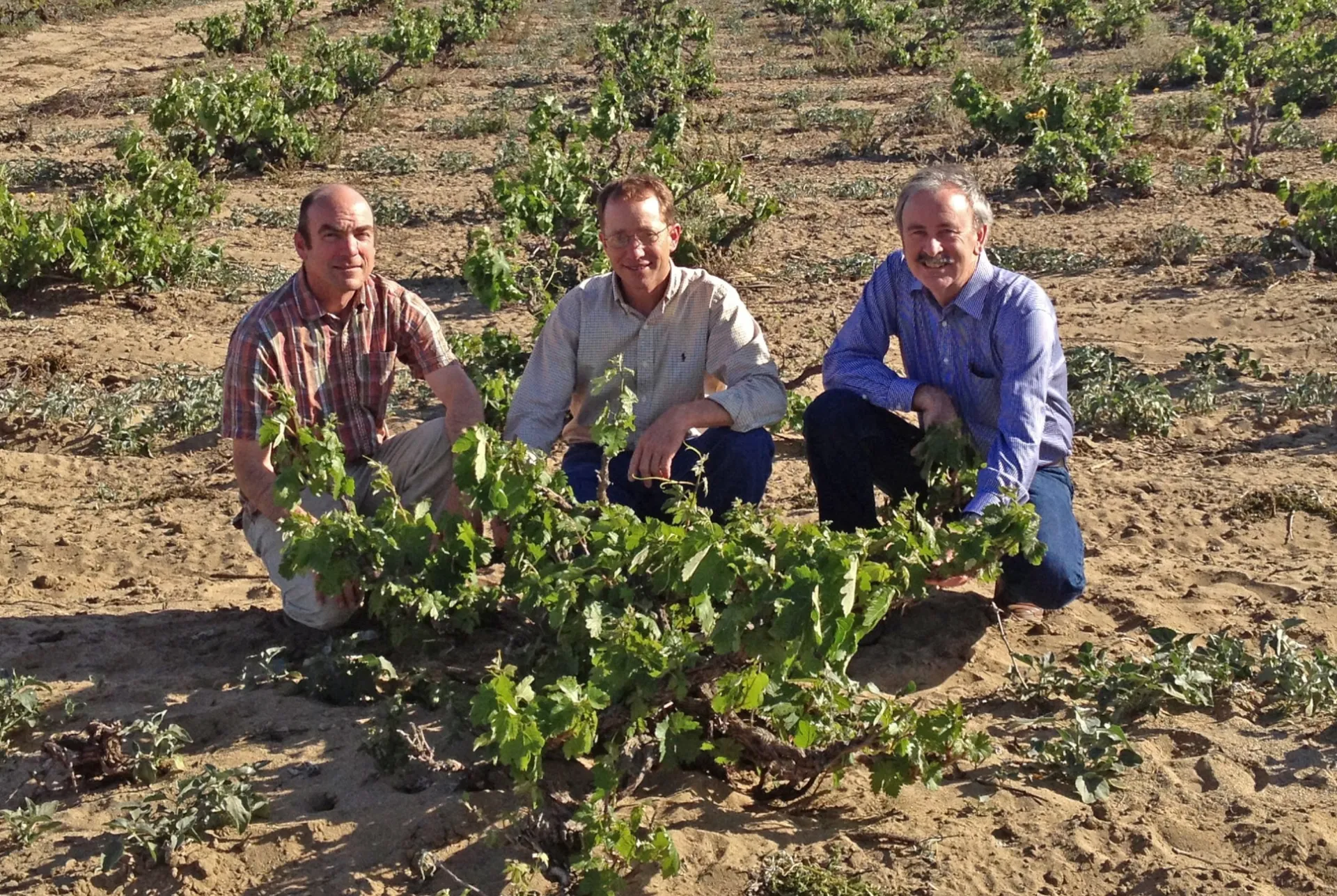 From left, Matthew Fidelibus, Mark Battany and Larry Bettiga crouch to examine old vine Zinfandel vine in the Cucamonga Valley