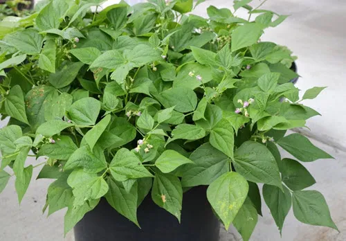 Bush Beans grown in a container