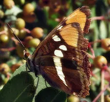 California Sister Butterfly on Toyon