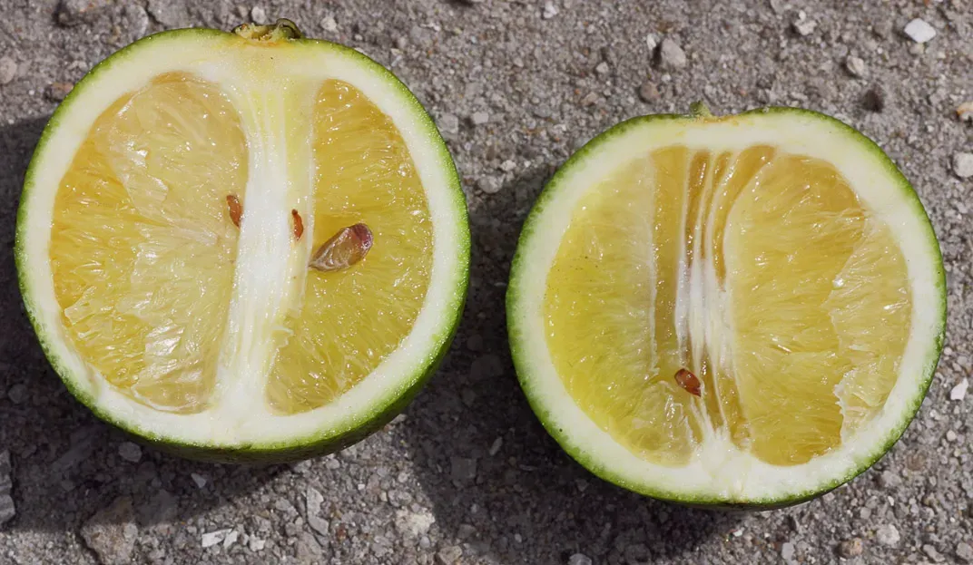 Citrus fruit with asymmetrical segments and brown seeds