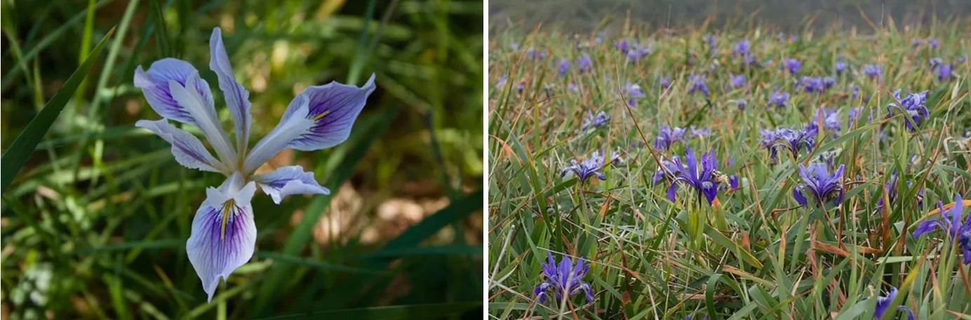 Douglas or Pacific coast iris, up-close blossom and in a field