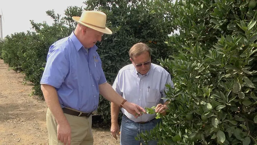 Two farmers inspecting a citrus tree in a grove