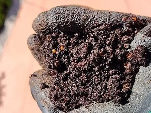 Finished worm castings