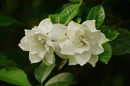 Gardenia plant with 2 flowers