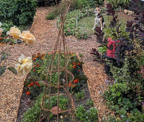 Growing peas and beans on a teepee, photo Dawn Kooyumjian