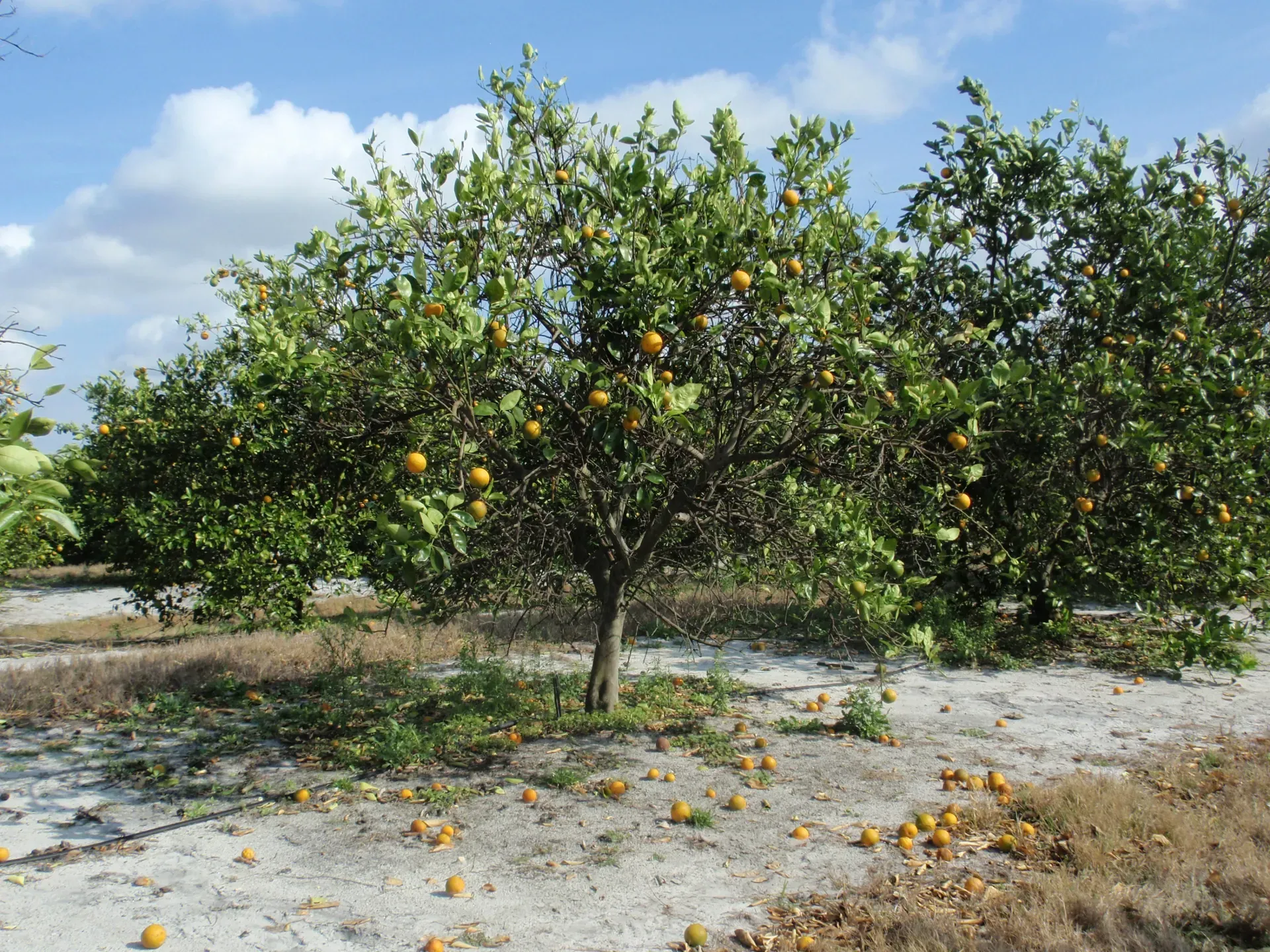 HLB infected tree in Florida. As the disease progresses, the canopy thins and fruit falls off easily
