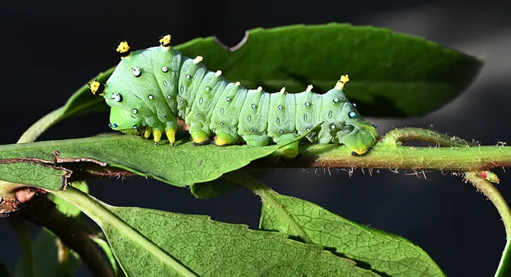 Caterpillar of the silk moth, Hyalophora euryalus, feeding on manzanita.