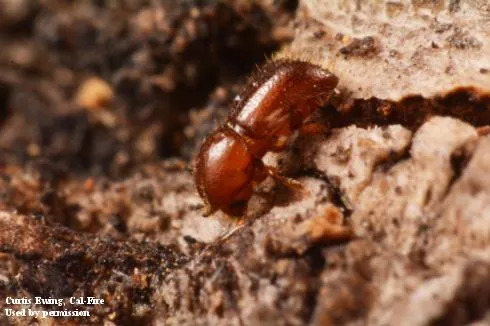 Small brown beetle with small horn at the front of its head and light brown hairs covering its body. The beetle is on the cracked bark of a tree.