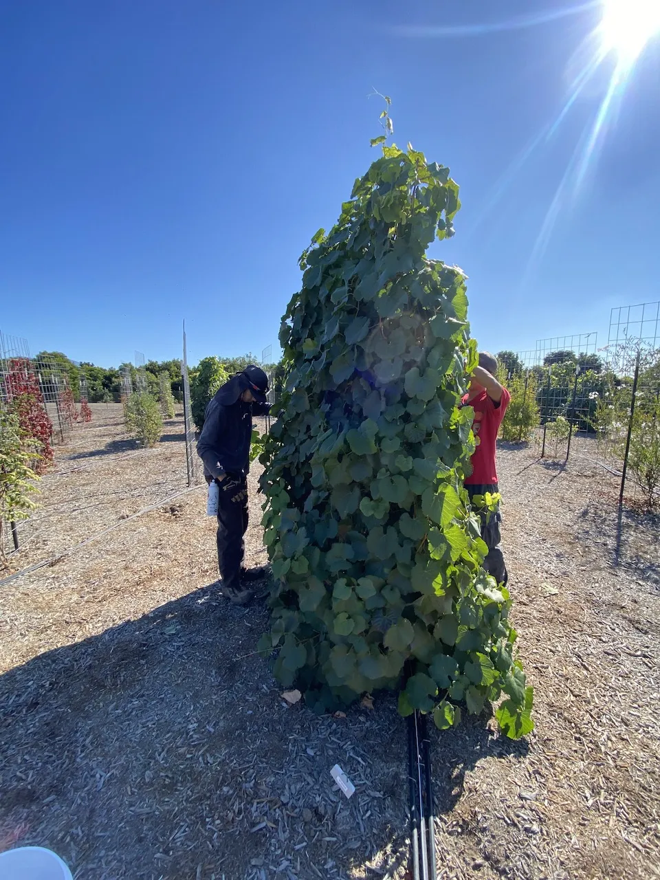 Maintenance of Roger’s Red grapevine (Vitis californica) grown in the Climate Ready Vines trial. Photo Credit: Natalie Levy, nlevy@ucanr.edu