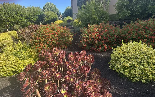 Hillside garden 