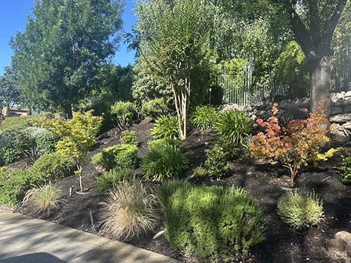Hillside garden with mulch