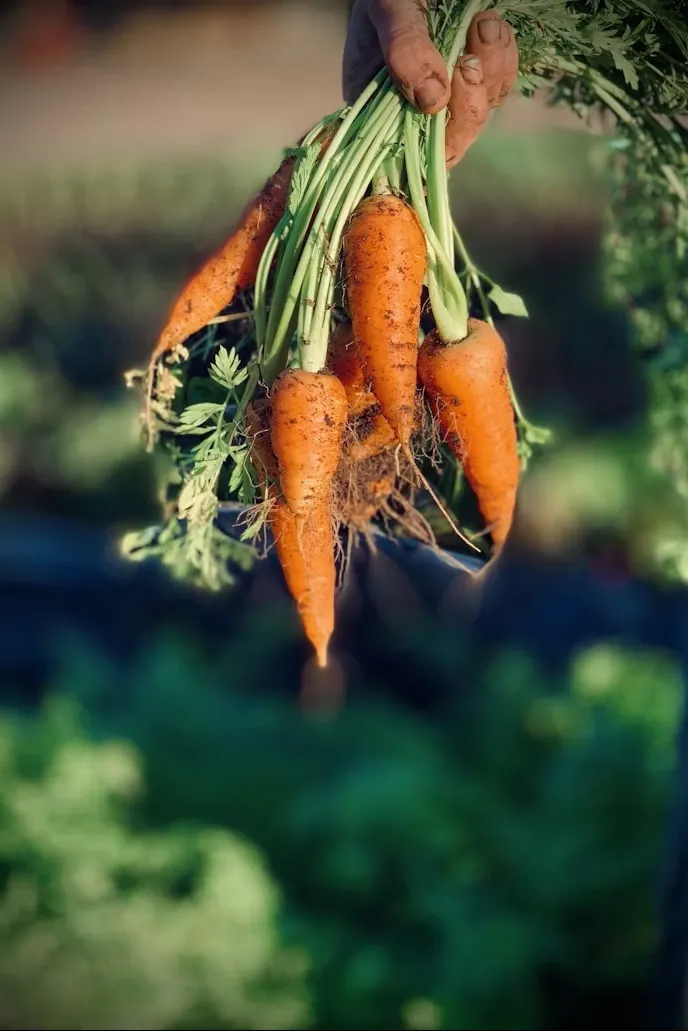 Bunch of carrots pulled from garden