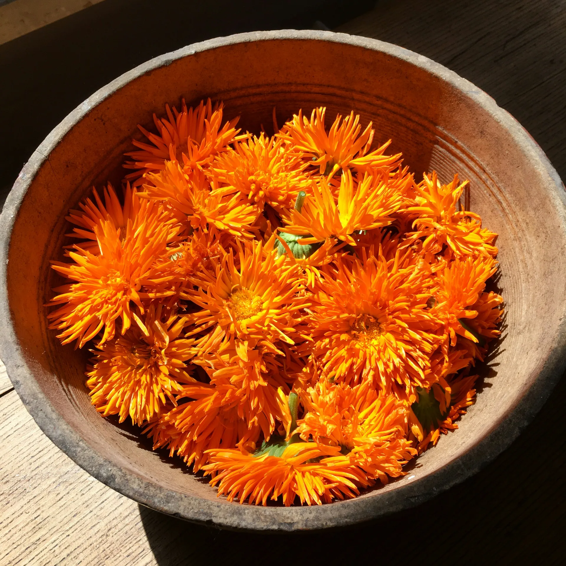 Bowl of picked Calendula Flowers. 