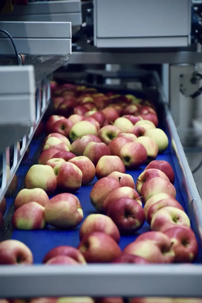 Apples on conveyor belt in processing plant