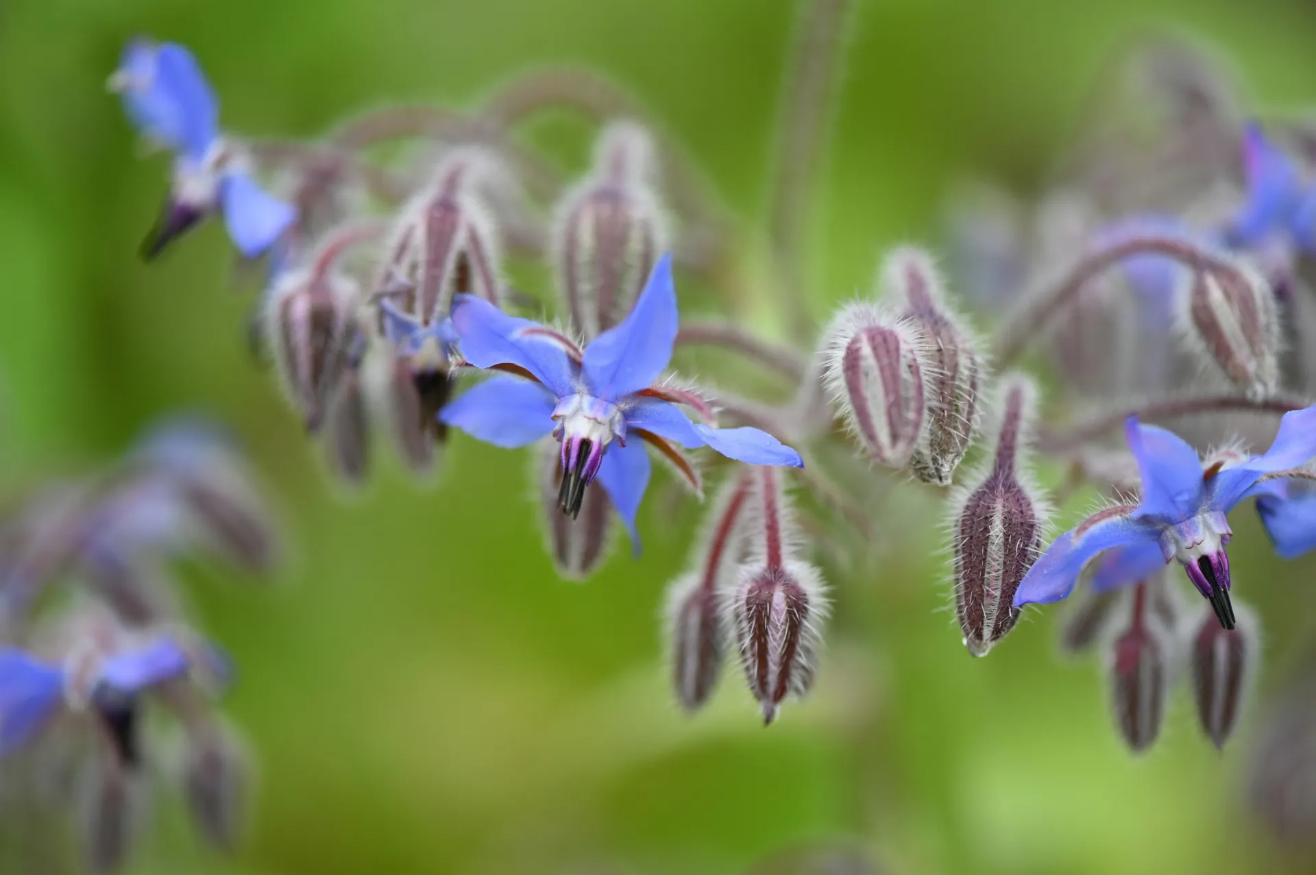 Flowers of Borage Plant