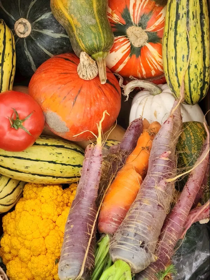 Basket of home garden vegetables