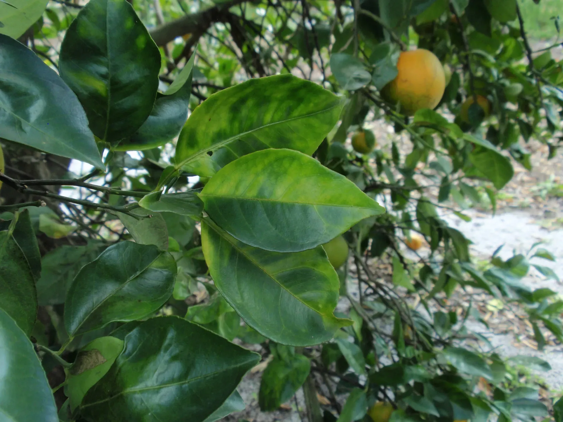 Leaves on a huanglongbing infected tree in Florida