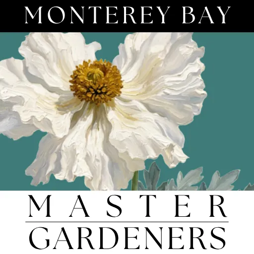 Logo for Monterey Bay Master Gardeners 503c featuring a matilija poppy