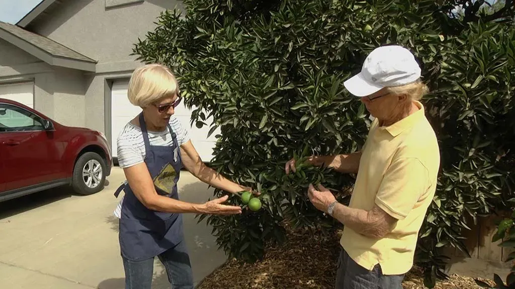 Two people looking at citrus tree next to driveway