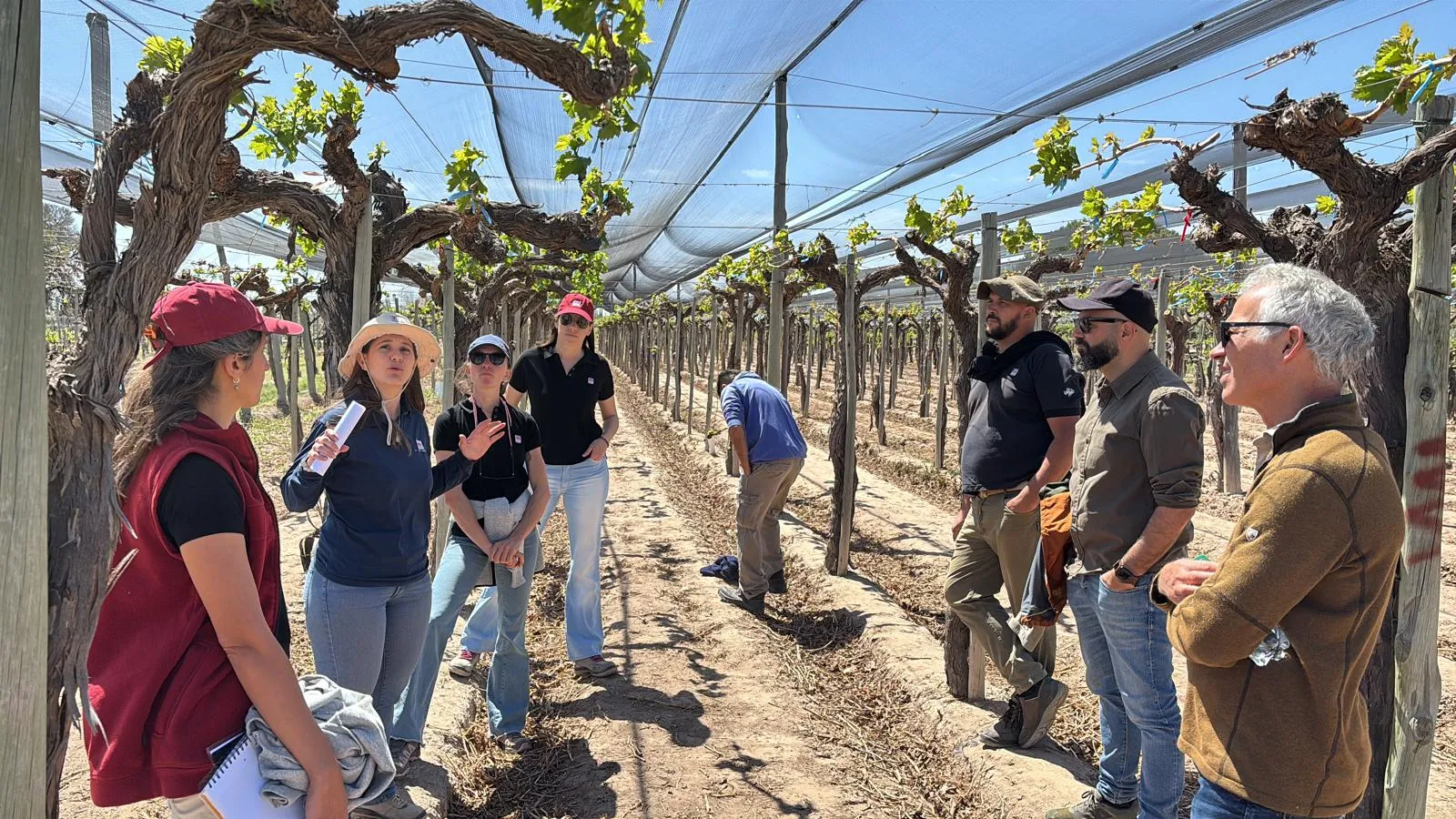 Four women and four men look at grapevines on an overhead trellis in a vineyard covered with netting.