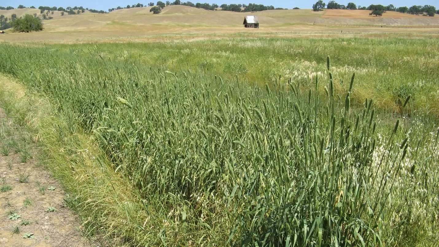 A field of green perennial forage grasses is shown with golden hills and oak trees in the background.