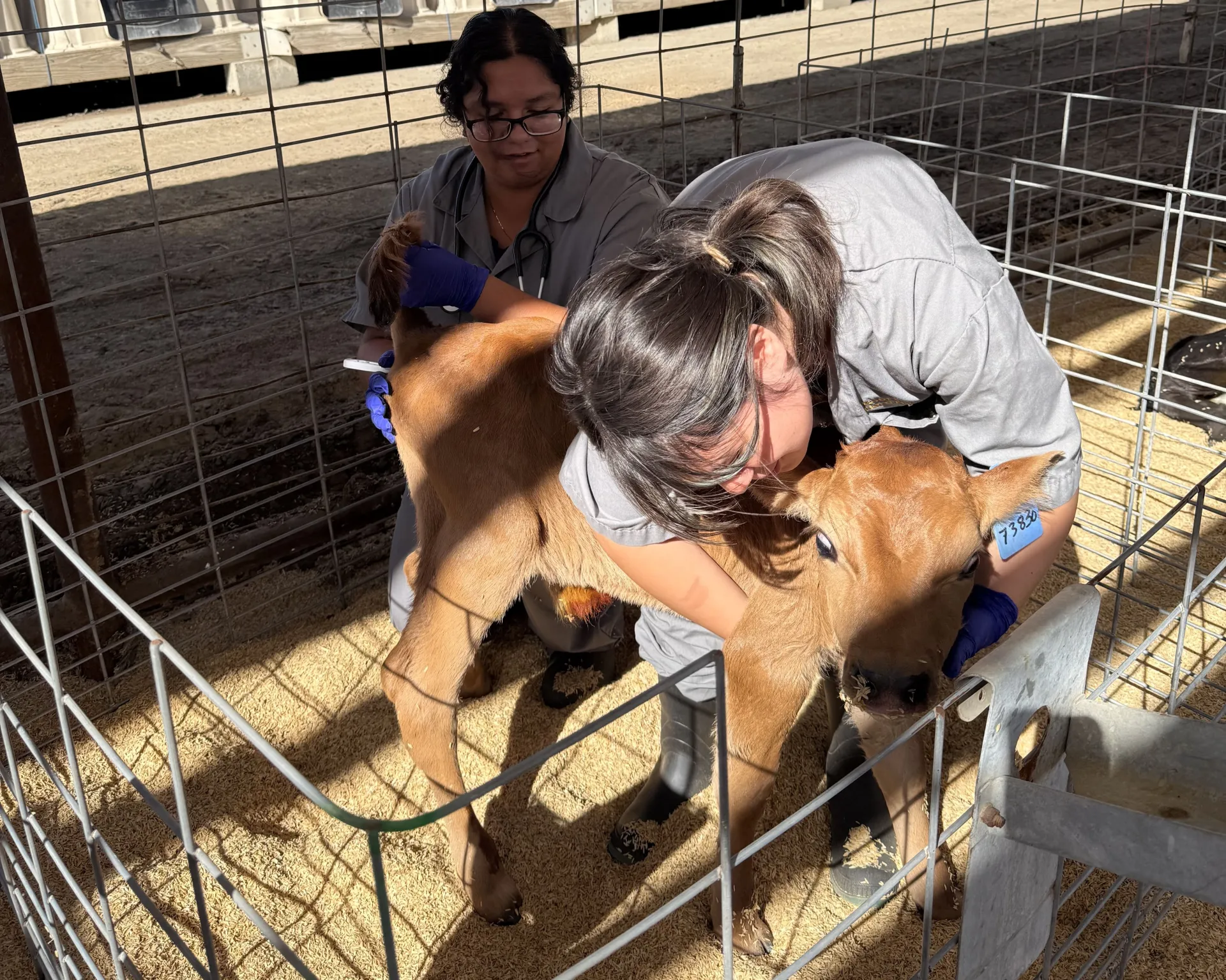 Interns were able to get hands-on in helping with the physical exams of young calves