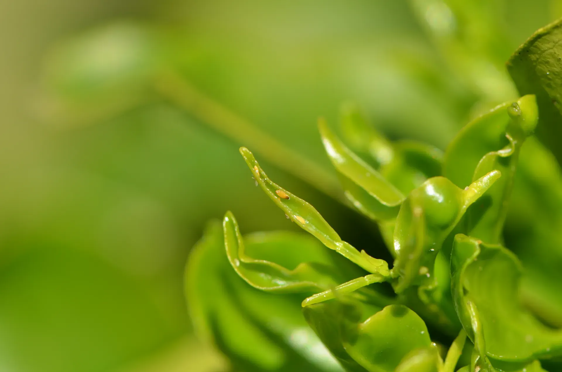 Psyllid nymphs on young flush