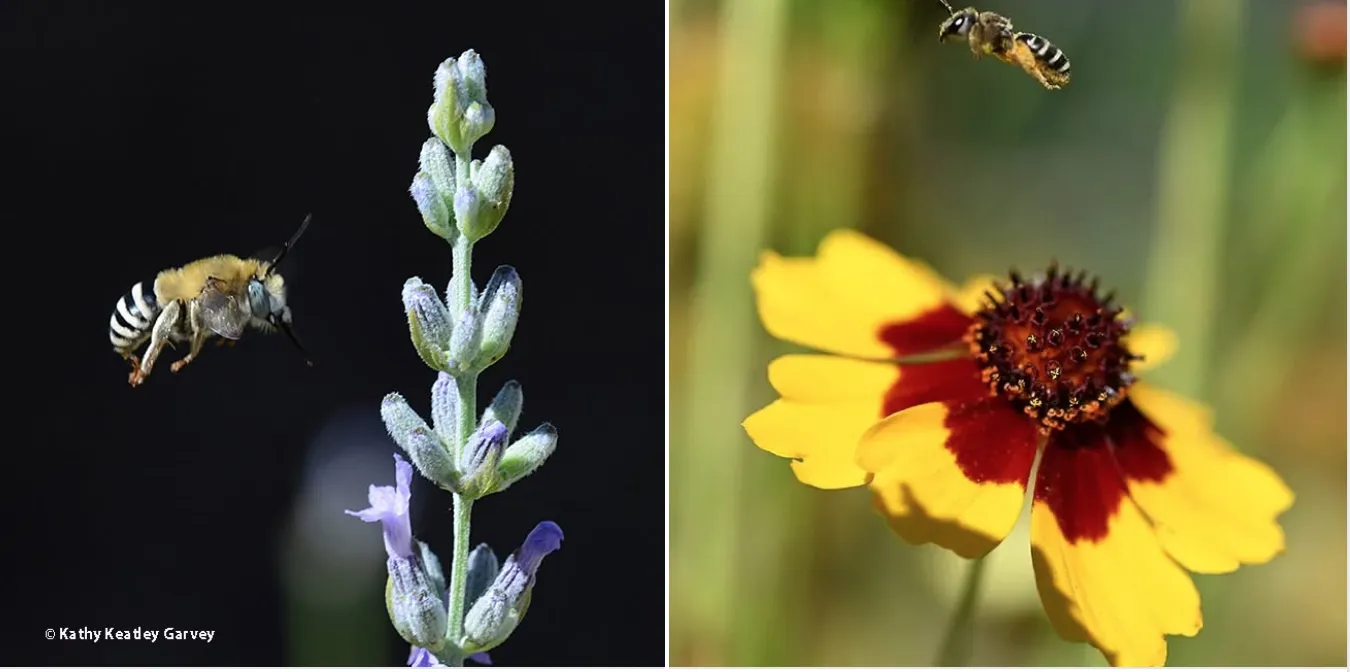 A digger bee and a sweat bee in flight.