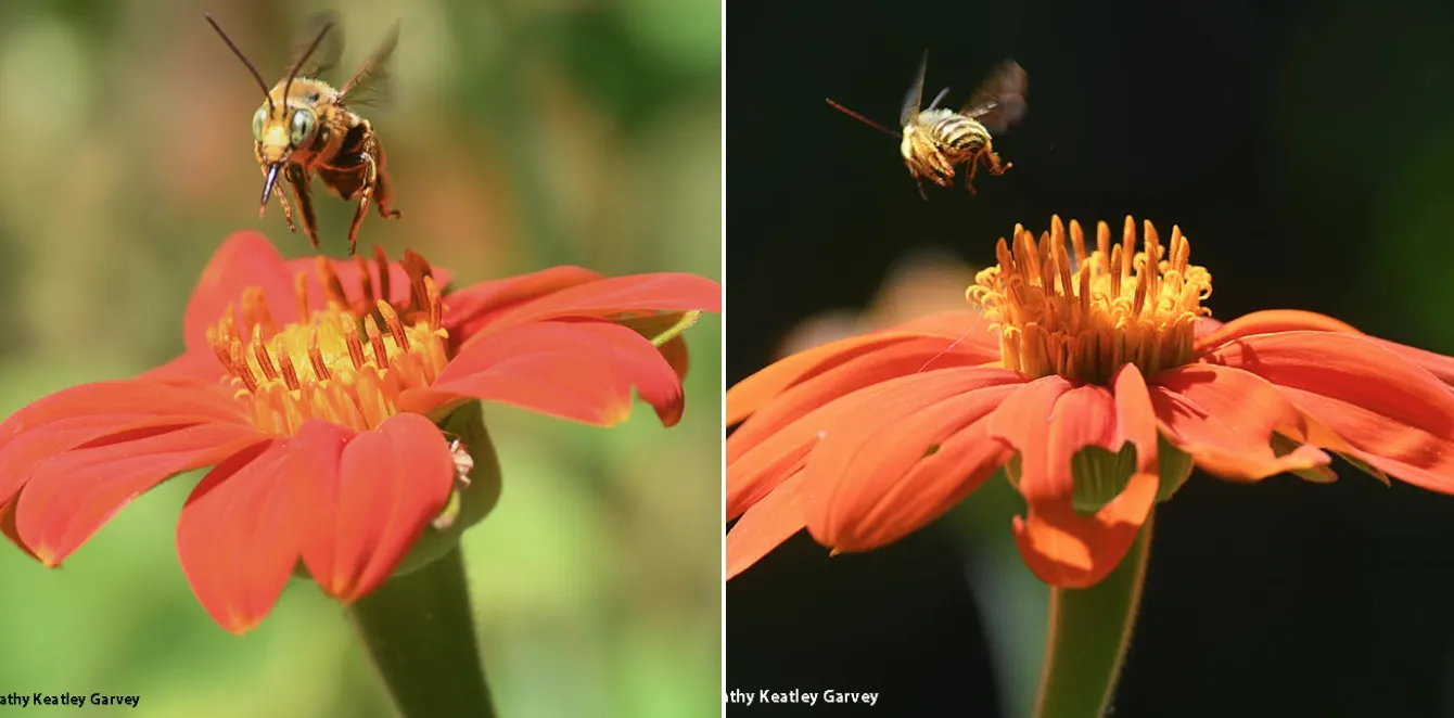 Longhorn bees in flight. (Photos by Kathy Keatley Garvey)