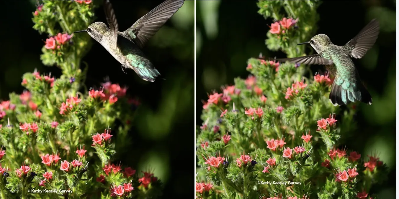 Anna's hummingbird heading toward Echium wildpretii.