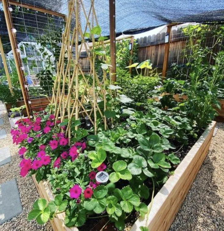 Raised Bed
