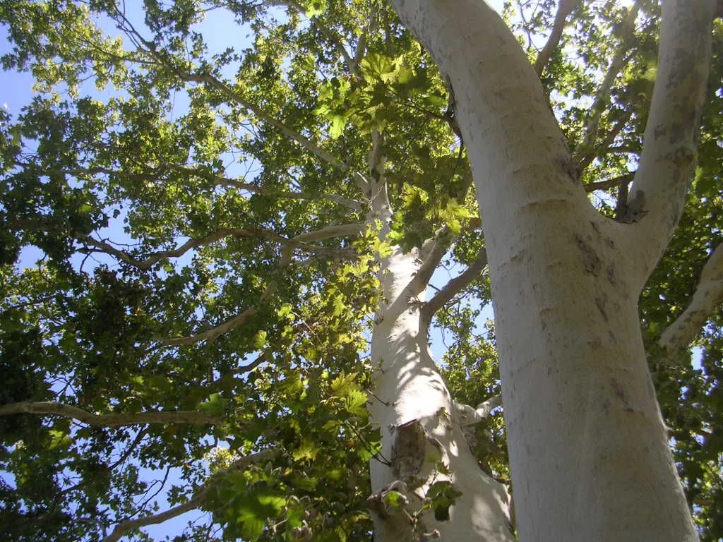 Looking up into green leaves of Plane Tree in summer