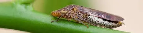 Glassy-winged sharpshooter on branch