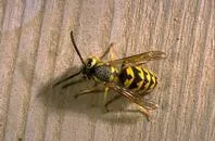 Yellow Jacket on table