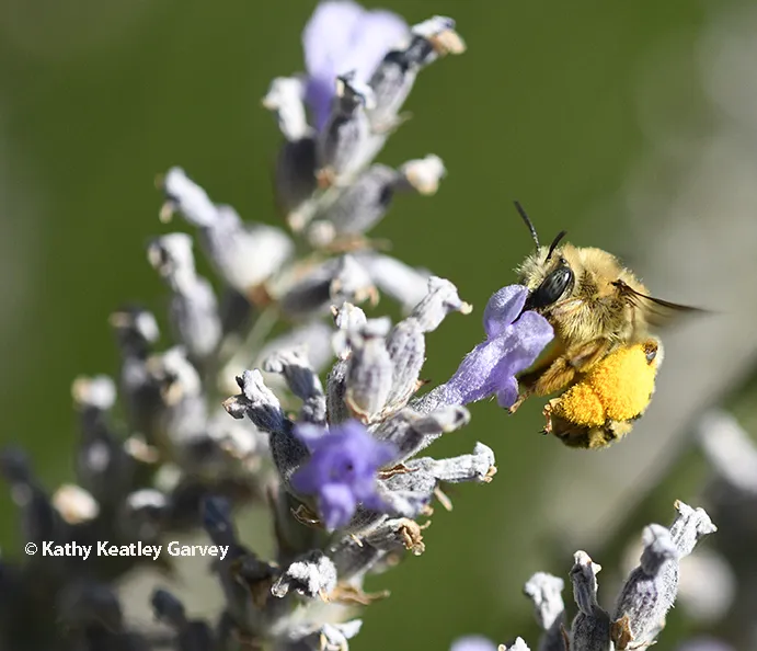 A female digger bee, Anthophora urbana, foraging on lavender.
