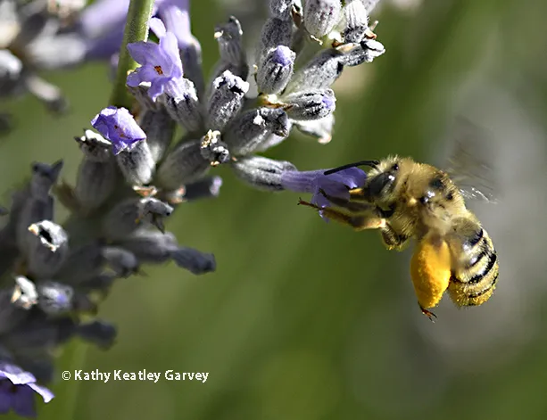 Anthophora urbana nectaring on lavender. (Photo by Kathy Keatley Garvey)