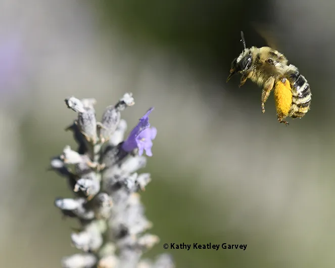 Anthophora urbana in flight, heading to lavender. (Photo by Kathy Keatley Garvey)