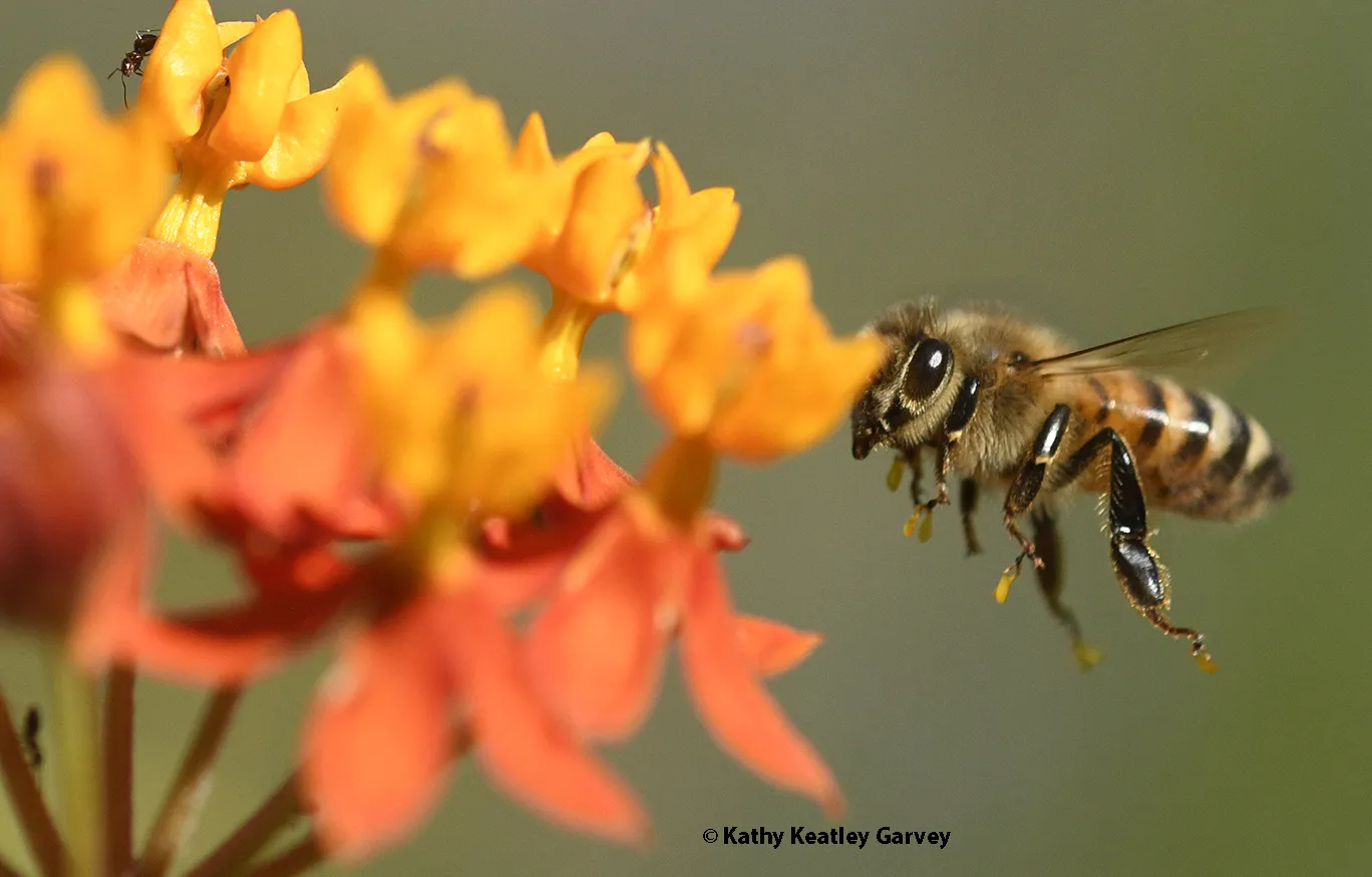 A honey bee for a tropical milkweed blossom.