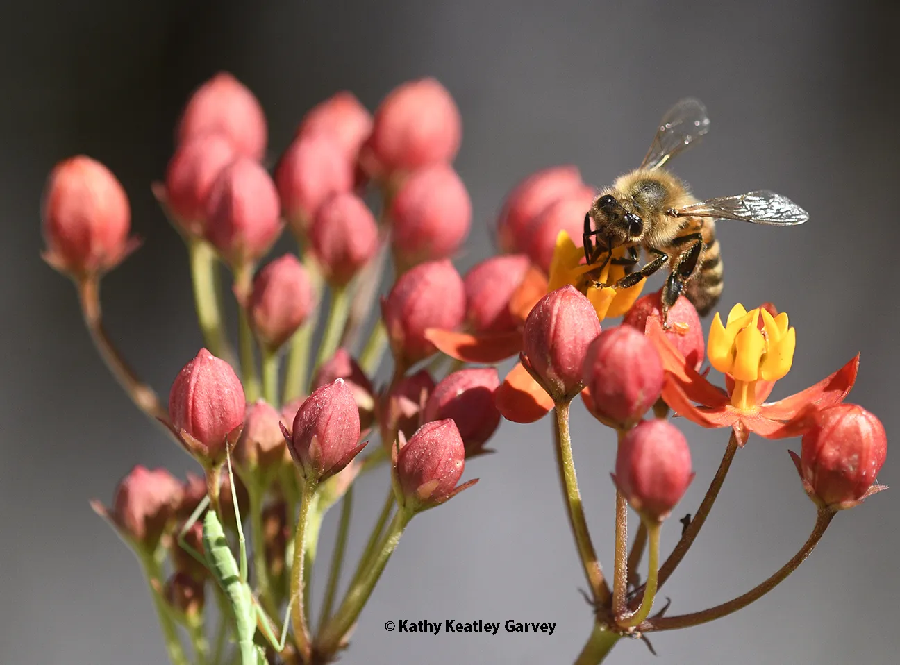 A honey bee gathering nectar on tropical milkweed.