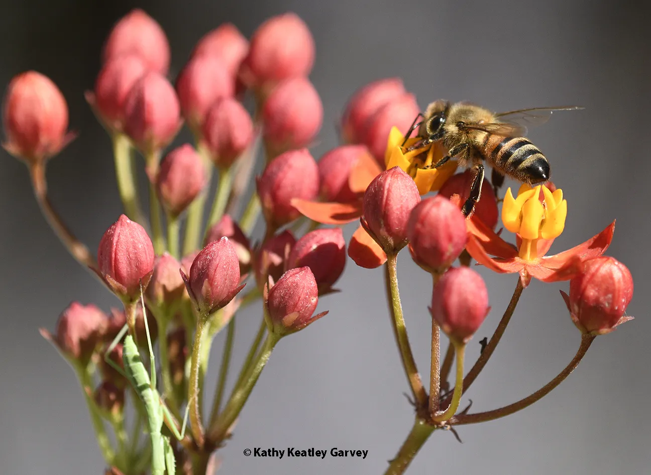 A honey bee resting on tropical milkweed.