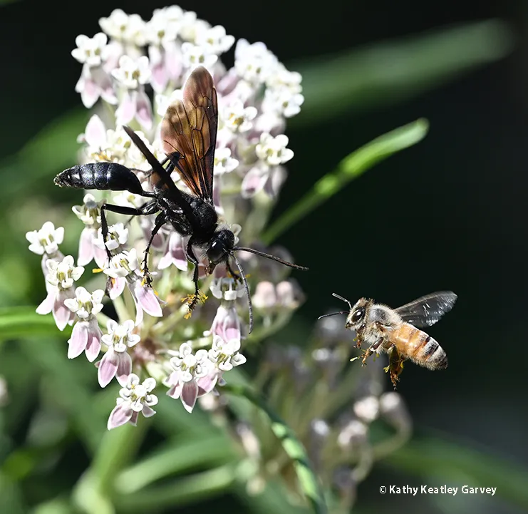 Black wasp and honey bee eye-to-eye on a milkweed at UC Davis.