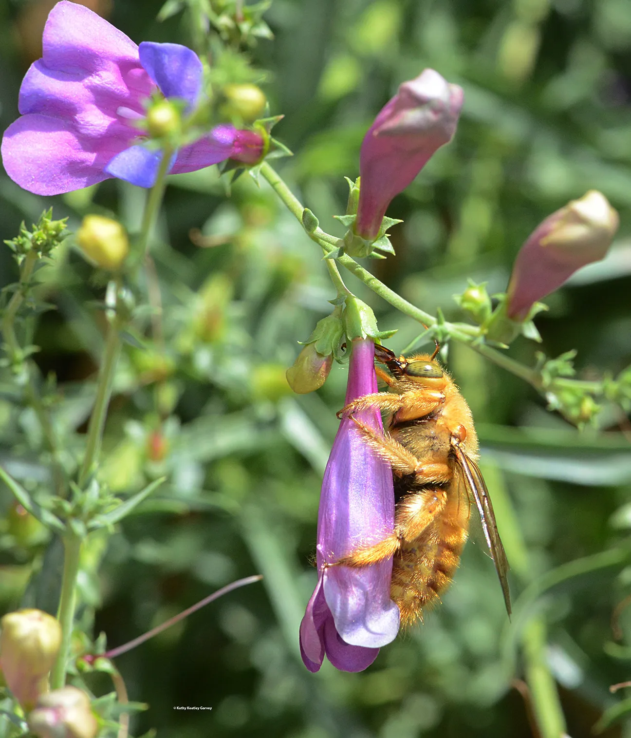Male Valley carpenter bee robbing nectar from a foothill penstemon at the UC Davis Bee Haven.