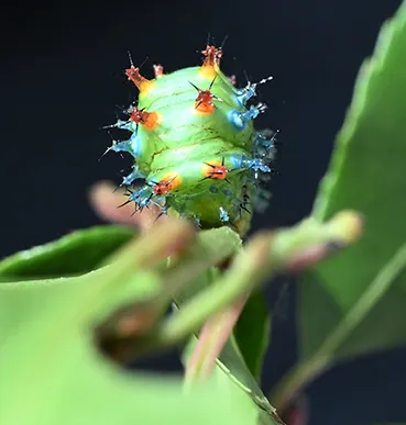 Ceanothus silk moth, Hyalophora euryalus, raises its head. (Photo by Kathy Keatley Garvey)