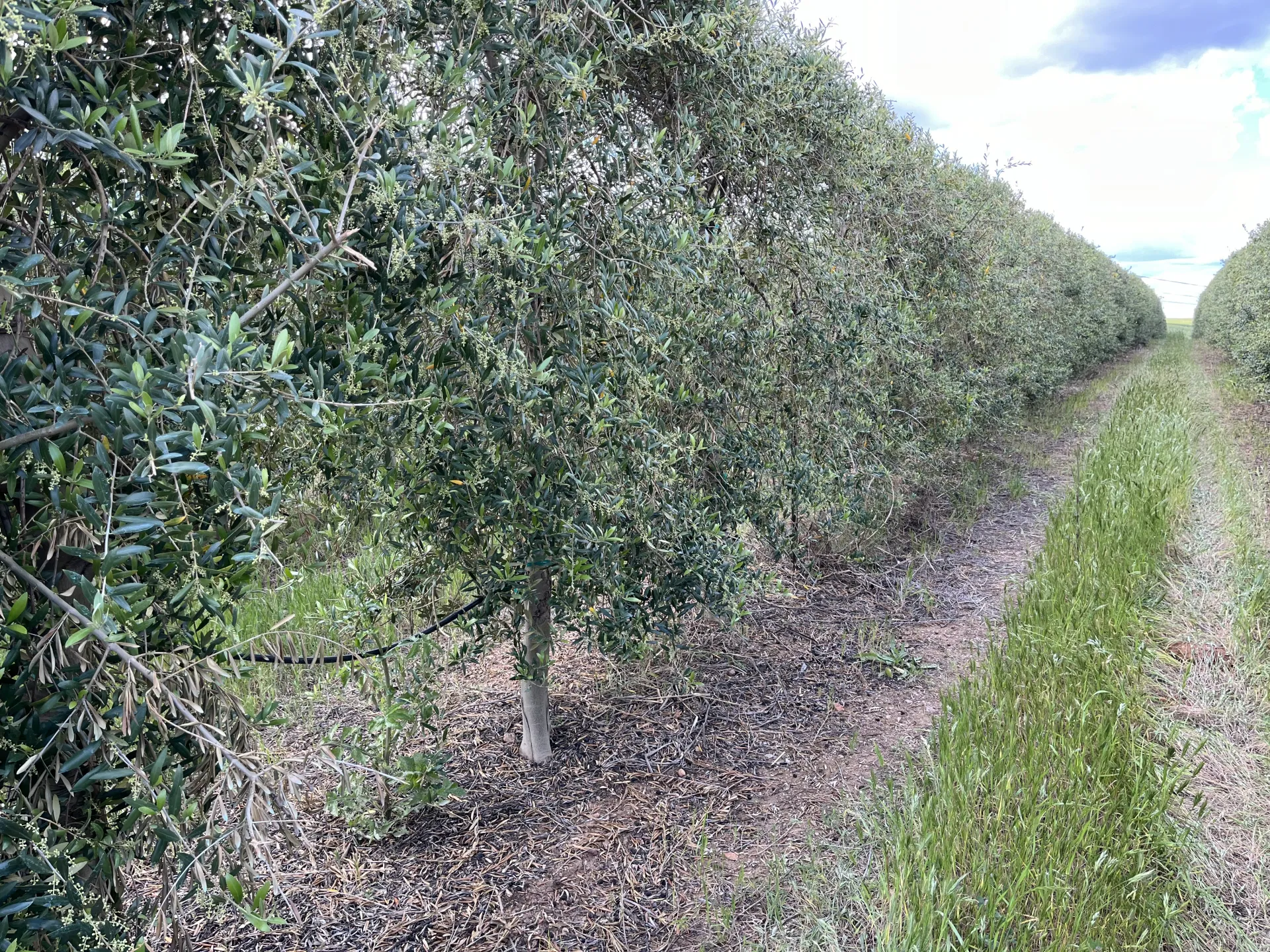 cover crop