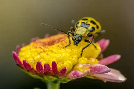 Cucumber beetle on yellow flower small size