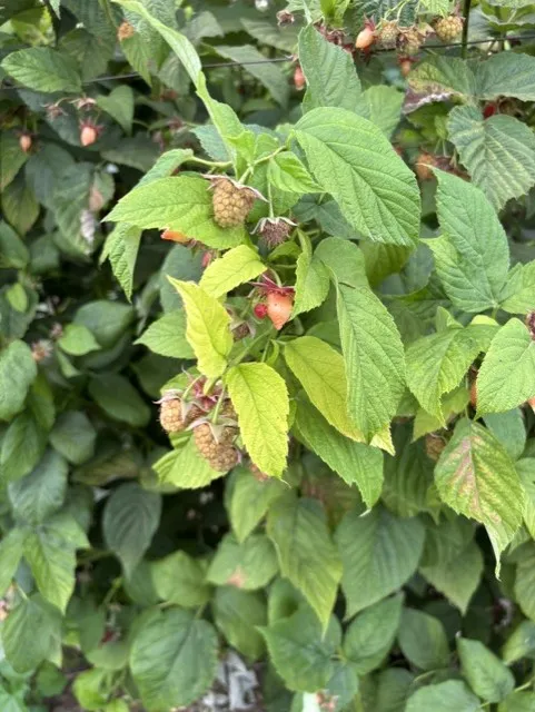 Mn yellow leaves